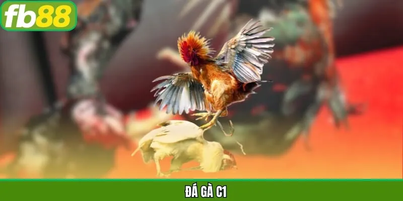 Đá Gà C1 - Chinh Phục Các Cuộc Chiến Đỉnh Cao Tại FB88