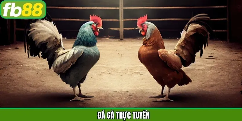 Đá Gà Trực Tuyến FB88 - Nơi Hội Tụ Trận Đấu Gay Cấn Nhất